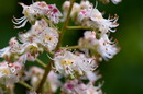 Aesculus Hippocastanum